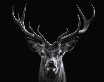STAG HEAD counted cross stitch chart - black and white