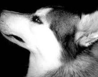 HUSKY counted cross stitch kit