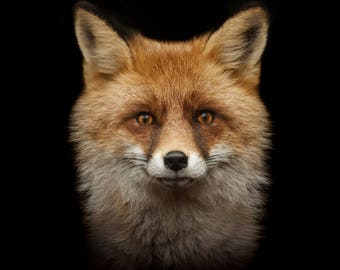RED FOX counted cross stitch kit