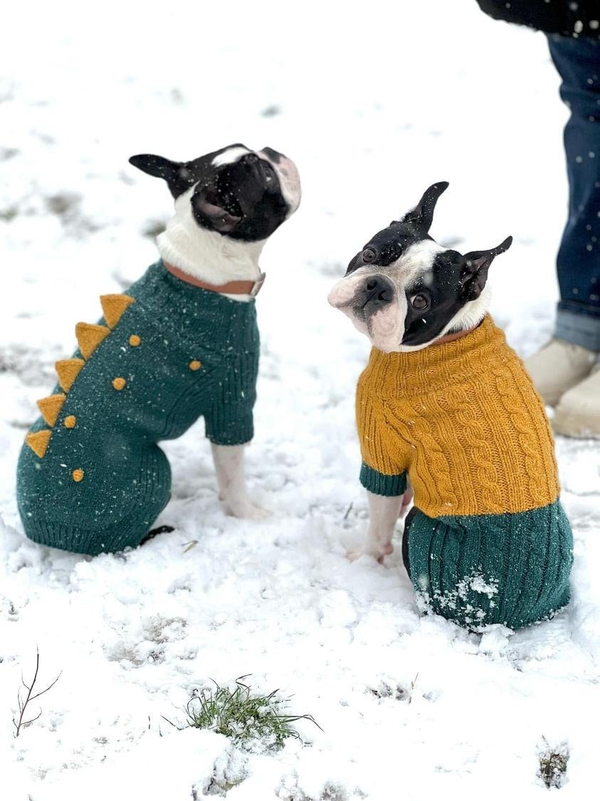 Boston Terrier Jacket Etsy Canada