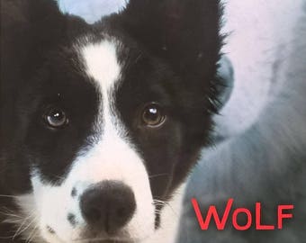 Wolf by Valerie Hobbs - First Edition Children's Books - Kid Book, Ranch Life, Sheep Herding Dogs, Border Collie