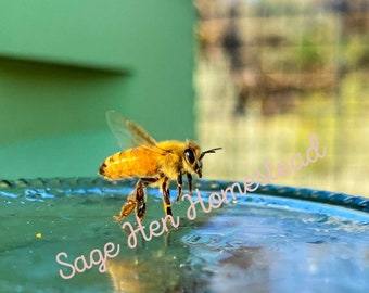 Honeybee Dance Photograph