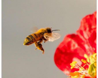 Honeybee with Pollen, Aluminum Print