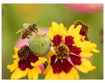 Honeybee with Poppy Pod and Coreopsis, Aluminum Print