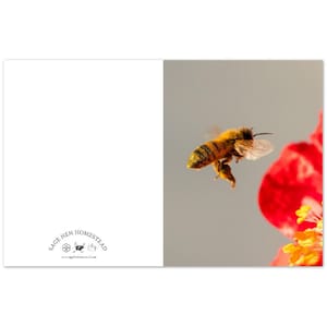 Honigbiene mit Pollen, 10er Pack Grußkarten mit Umschlägen