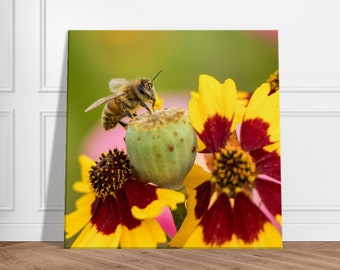 Honeybee with Poppy Pod and Plains Coreopsis, Canvas Print