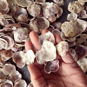 Peut inclure: Un ensemble de coquillages vari&eacute;s, avec une main en tenant plusieurs. Les coquillages sont principalement blancs et violets, avec une surface textur&eacute;e. Les coquillages sont de diff&eacute;rentes tailles et formes, cr&eacute;ant une esth&eacute;tique naturelle et organique.