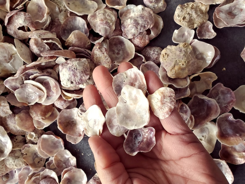 Peut inclure: Un ensemble de coquillages vari&eacute;s, avec une main en tenant plusieurs. Les coquillages sont principalement blancs et violets, avec une surface textur&eacute;e. Les coquillages sont de diff&eacute;rentes tailles et formes, cr&eacute;ant une esth&eacute;tique naturelle et organique.