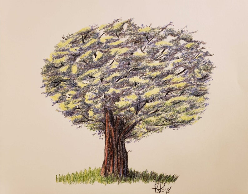 Tree Drawing Colored Pencil Matted and Shipped Artwork Etsy