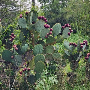 May include: A close-up of a prickly pear cactus with large, flat, green pads. Clusters of ripe, deep purple fruits are visible along the edges of the pads. The cactus is surrounded by green foliage.