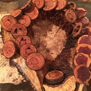 Eastern Red Cedar, Dogwood, Redbud