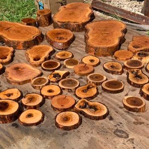 A little of everything:  Persimmon, Oak,Maple