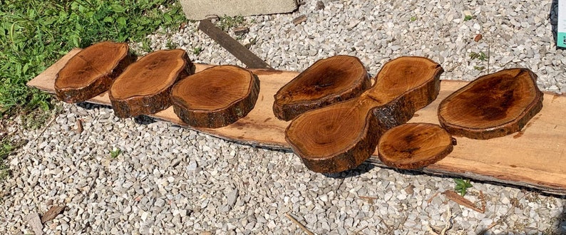 May include: A set of eight wooden slices, varying in size and shape, with a natural wood grain and a dark brown finish. The slices are arranged on a long, flat piece of wood.