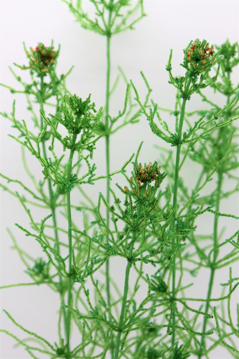 Charophytes Chara longifolia Etsy