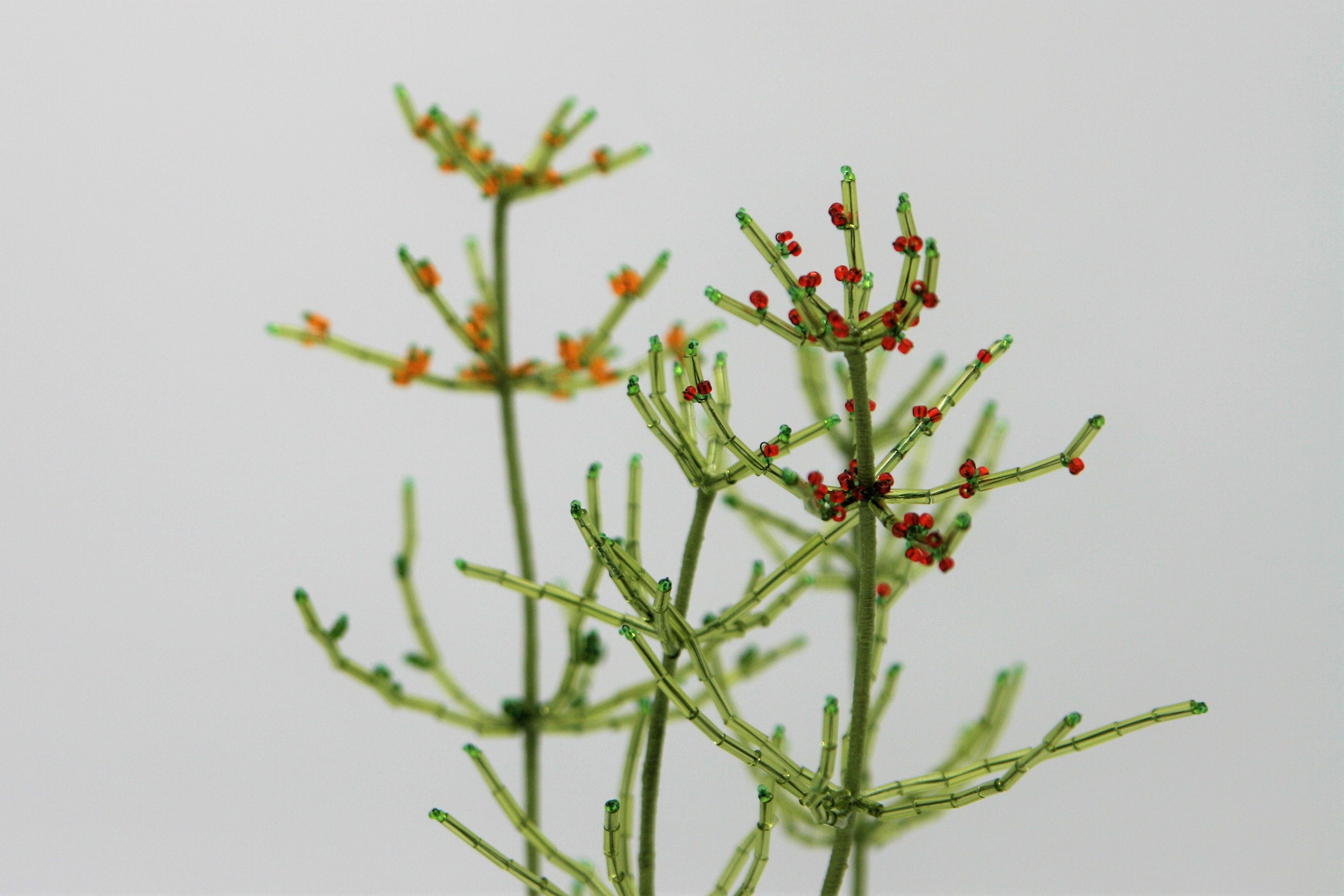 Charophytes Chara australis Etsy