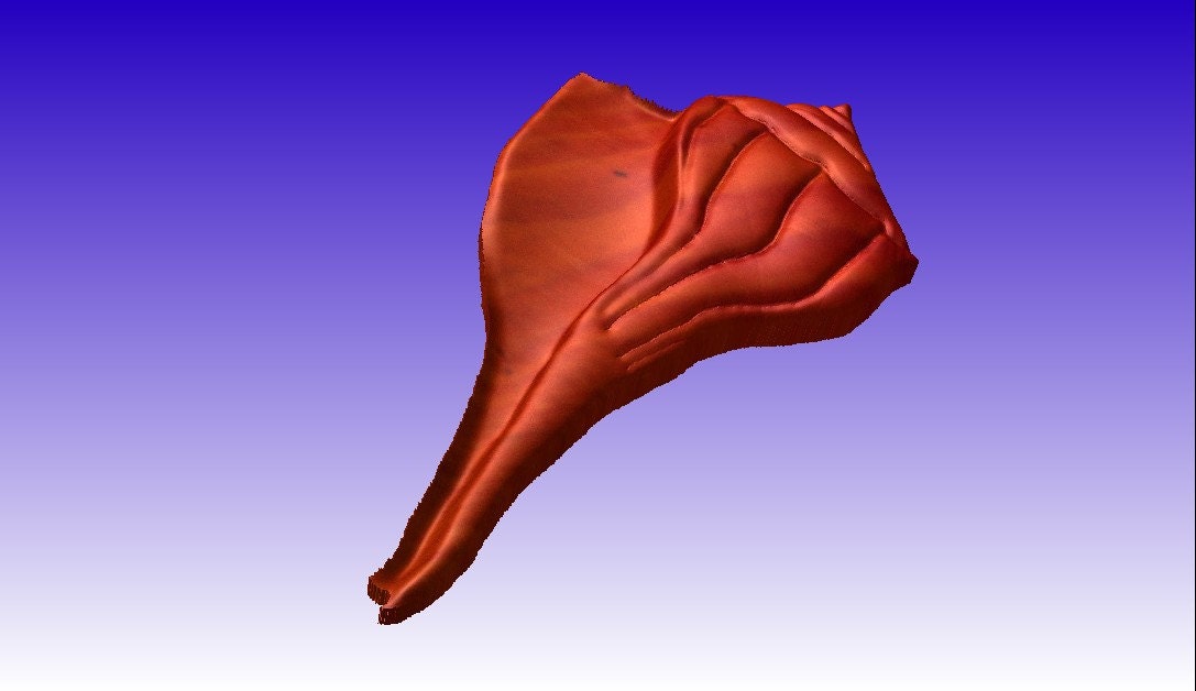 3d Sea Shell Cnc Router Sea Shell No. 2 Vector Relief Model for Cnc Router Projects or as 3D ...