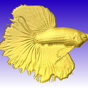 Op de afbeelding: Een gouden bettavis met lange, vloeiende vinnen. De vis is in profiel met zijn kop naar rechts gedraaid. De achtergrond is een verloop van blauw naar wit.
