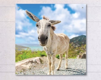 St John Donkeys Canvas or Acrylic Photo Wall Art, White Donkey in the Virgin Islands, St John USVI White Donkeys, Close Up of Donkey on Road