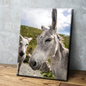 St John Donkeys Canvas or Acrylic Photo Wall Art, Two White Donkeys in