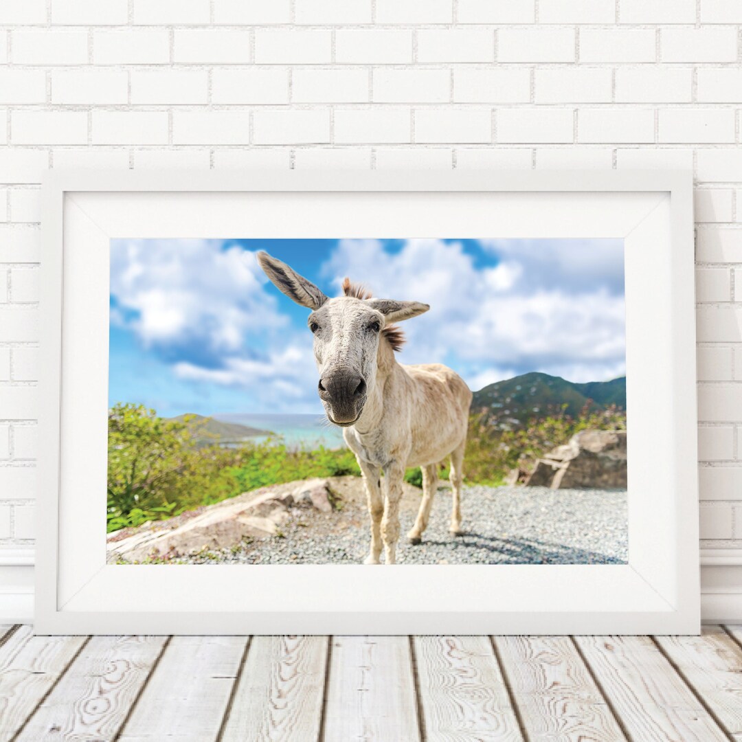 St John Donkeys Photography Wall Art, White Donkey in the Virgin