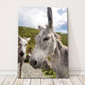 St John Donkeys Canvas or Acrylic Photo Wall Art Two White - Etsy