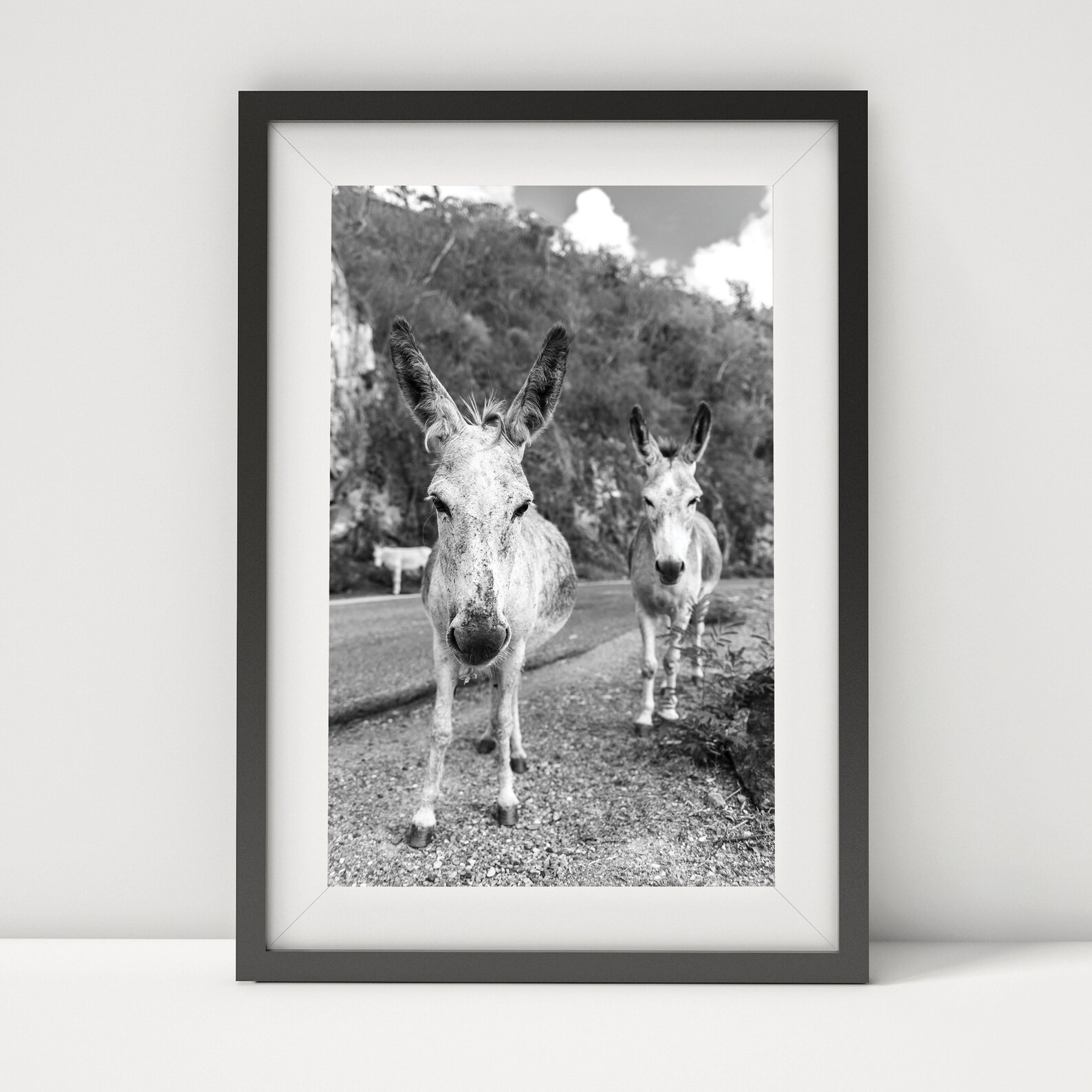 St John Donkeys Photo Two White Donkeys in the Virgin Islands - Etsy