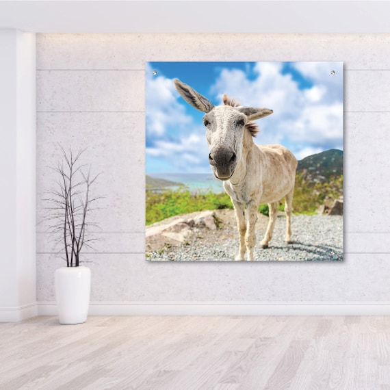 St John Donkeys Canvas or Acrylic Photo Wall Art White Donkey | Etsy