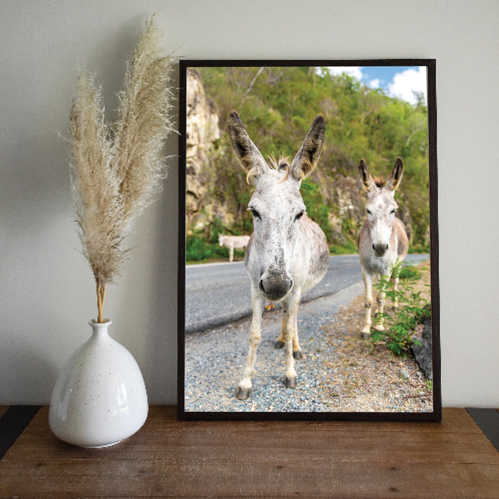 St John Donkeys Photo Two White Donkeys in the Virgin Islands | Etsy