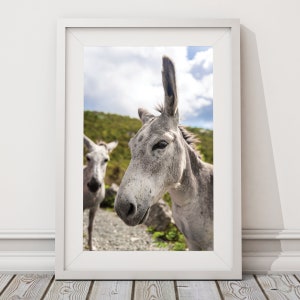 St John Donkeys, Two White Donkeys in the Virgin Islands, St John USVI White Donkeys, Two Donkeys Side by Side, Close Up of Donkeys on Road