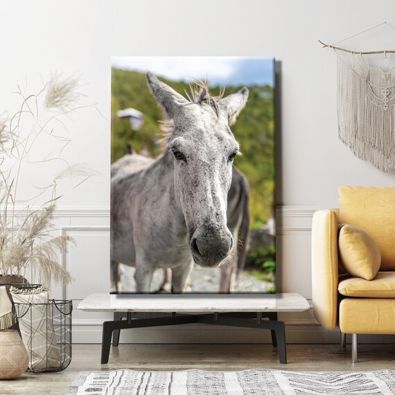 St John Donkeys Canvas or Acrylic Photo Wall Art White Donkey - Etsy