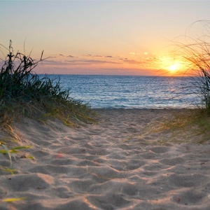 Porpoise Beach 50