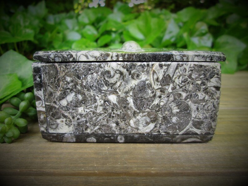 otb2 Fossil Trinket Box Orthocerus Trinket Box With Information Card
