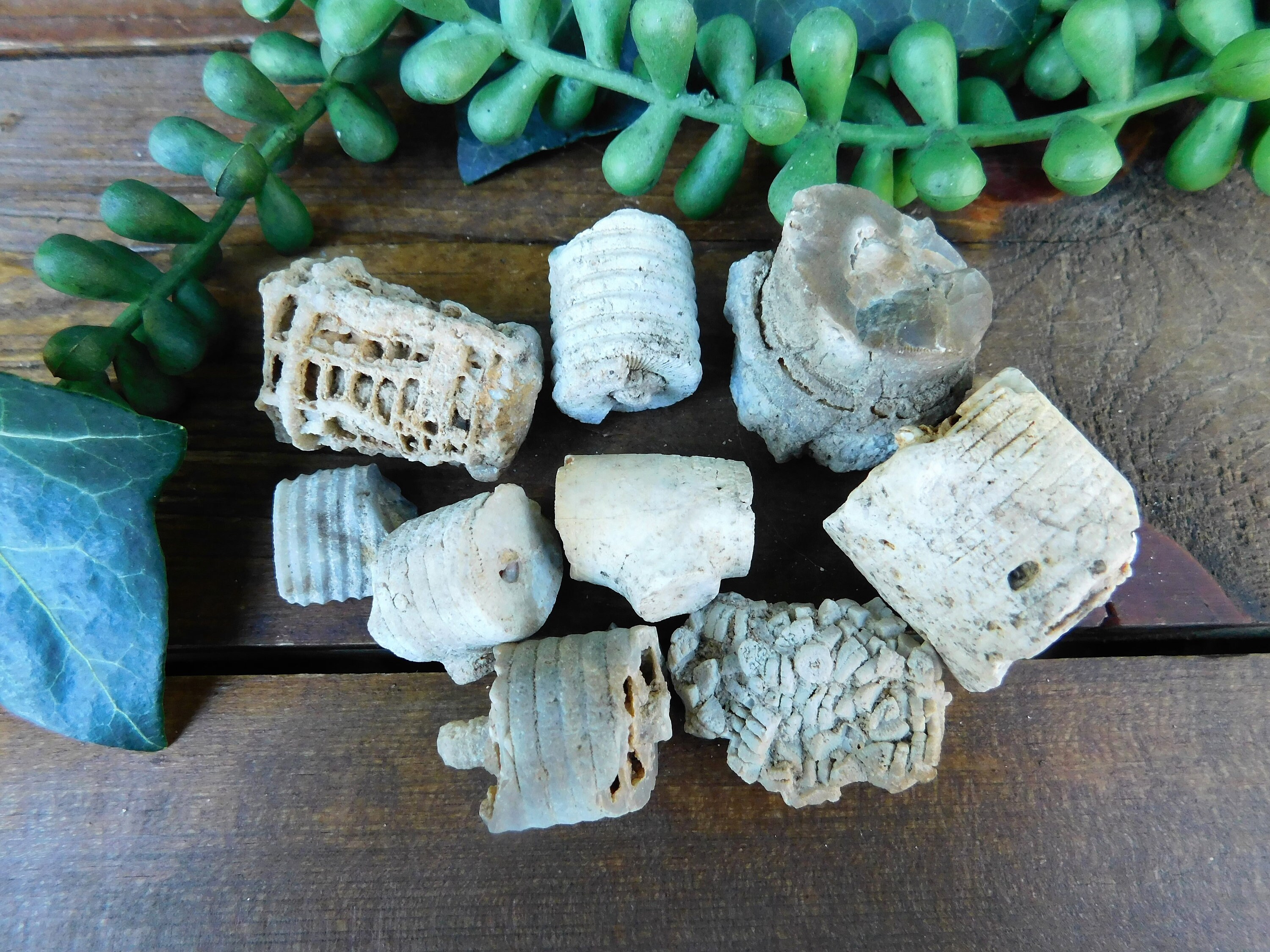 4oz Crinoid Stems Sea Fossil Shell Money Indian Money C Etsy