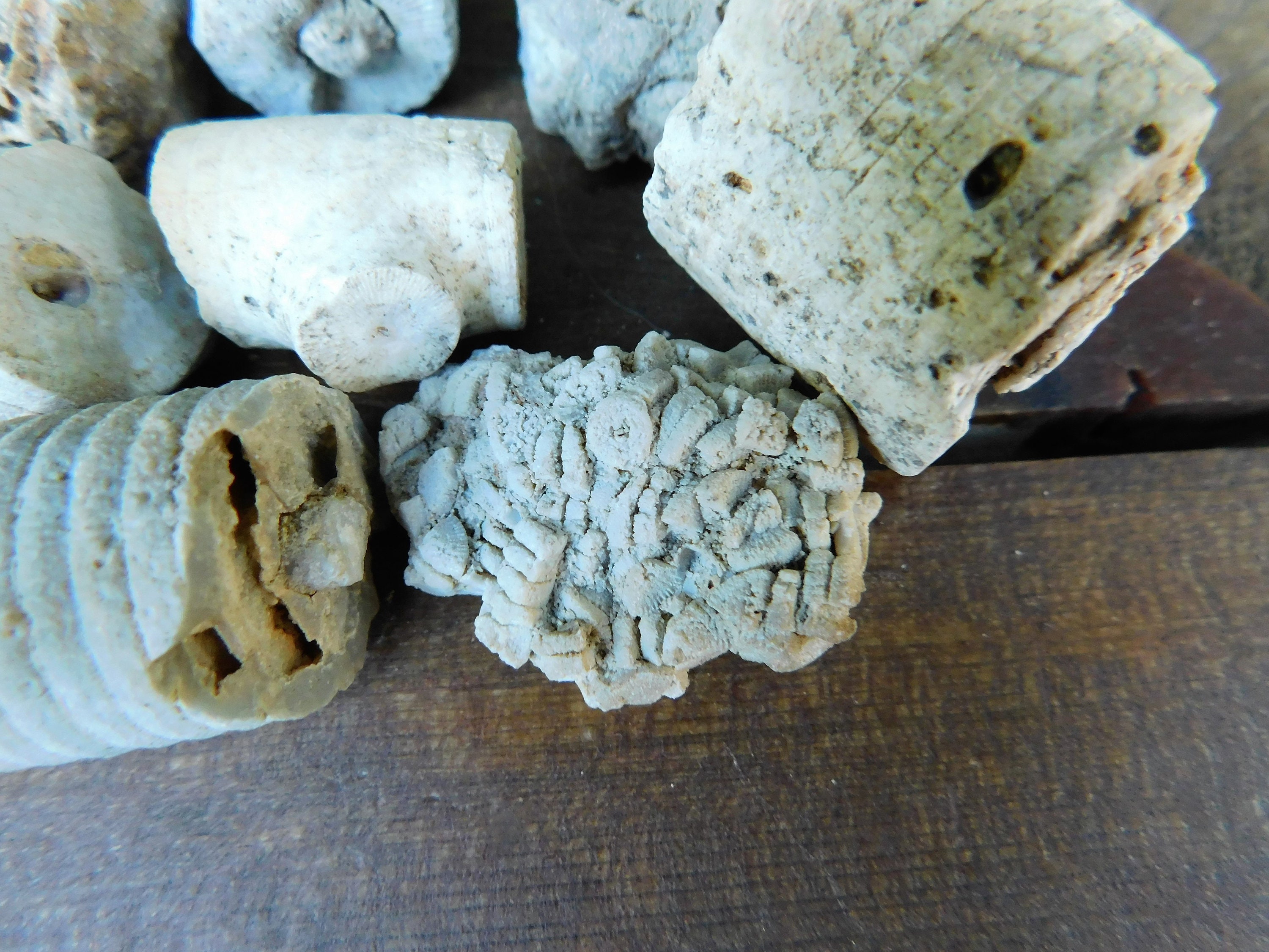 4oz Crinoid Stems Sea Fossil Shell Money Indian Money C Etsy