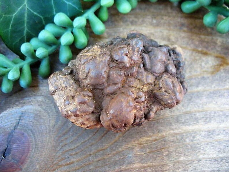 fossilized t rex poop