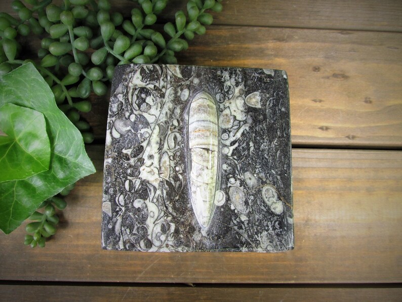 otb2 Fossil Trinket Box Orthocerus Trinket Box With Information Card