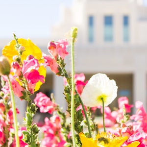 Flowers TEMPLE print - Phoenix Arizona Temple | Photography Print | Phoenix lds temple | lds temple photography | lds home decor
