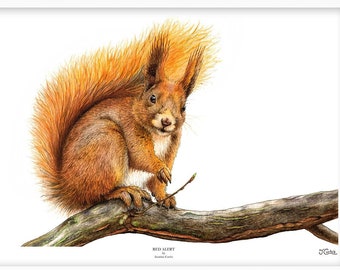 Red Squirrel Art Print, Woodland Wildlife Art, British/Scottish Wildlife, Cute Animal, Nature Lover Gift, Squirrel Wall Art, A5/A4/A3 Print