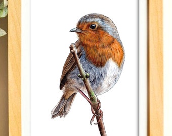 Robin Art Print, British Birds, Wildlife Art, Bird Art, Robin Home Decor, Bird Lover Gift, Animal Art Print, Ornithology Art, A5/A4/A3 Print