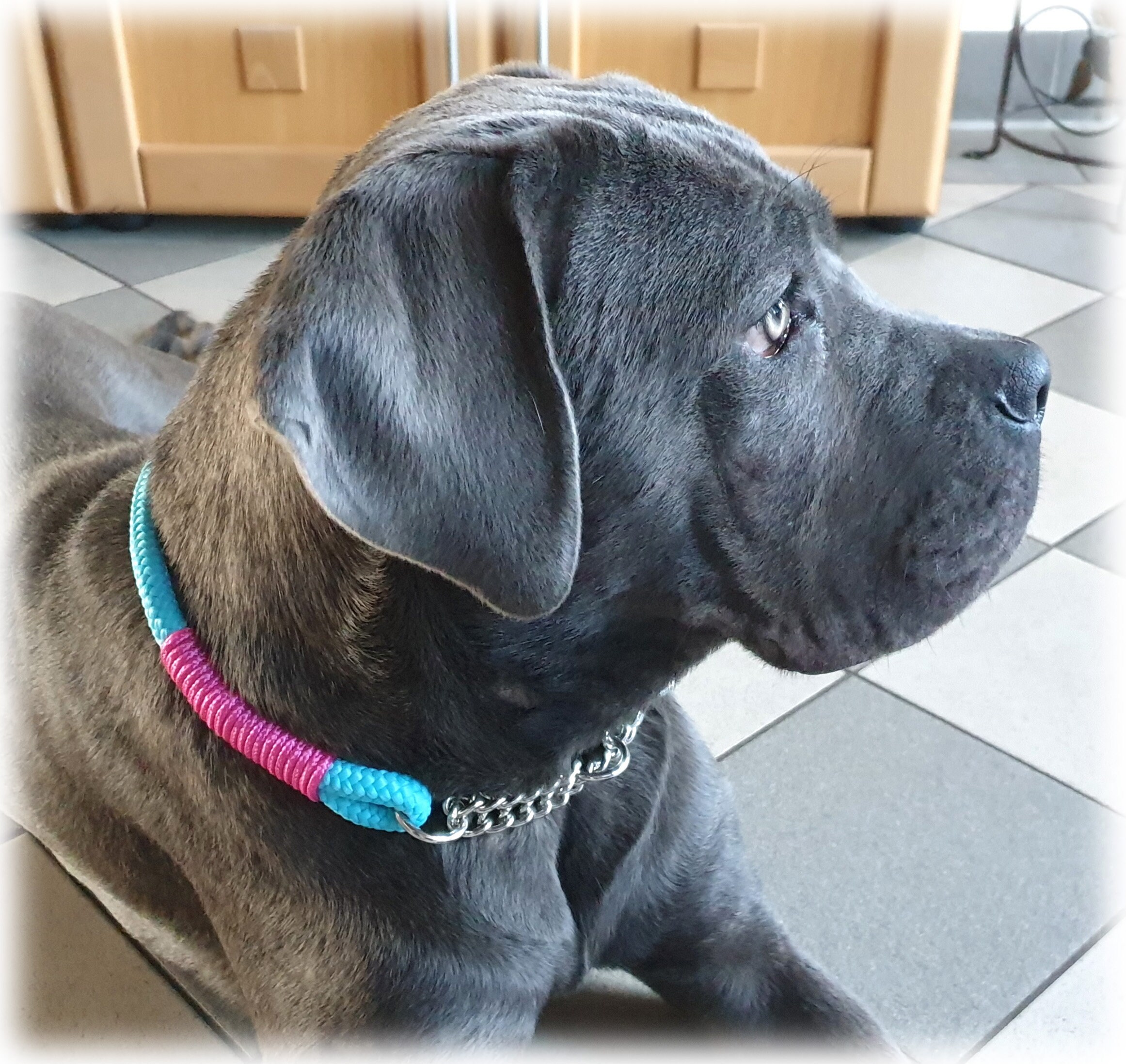 Tau Dog Collar With Zugstopkette - 