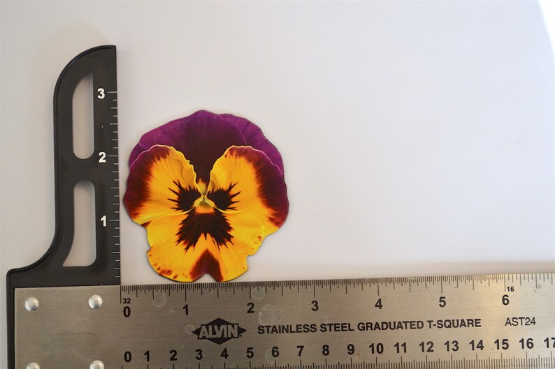 Free Us Shipping Pansy Oranges Refrigerator Magnet Refrigerator Magnets Home Living Issho Ueno Com