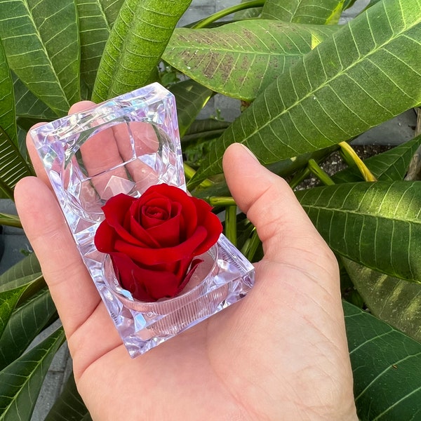 Preserved Rose in Ring box | High Quality Preserved Roses from Ecuador | Unique Gift for Holidays, Birthdays, Anniversaries, Party Favors
