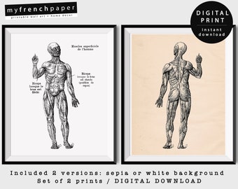 Vintage Anatomy Muscles Anatomy Art, Medical Poster Art Human Anatomy Print Set, Medical Art Anatomy Chart, Muscle Poster Anatomical Prints