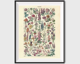 Vintage Flower Print, Antique Floral Prints, Floral Printable Art, Flower Poster, Flower Art Print Botanical Art, Antique Flower Art Print