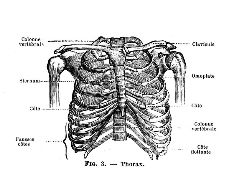 Human Rib Cage Anatomy - Human Anatomy