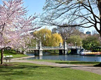 BOSTON   Springtime in the Public Gardens