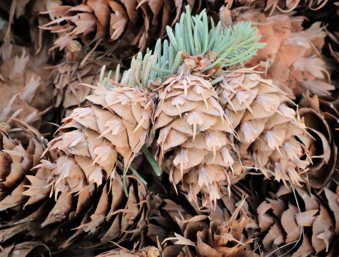 Pine Cones 1000 Douglas Fir Cones With Free Shipping Etsy