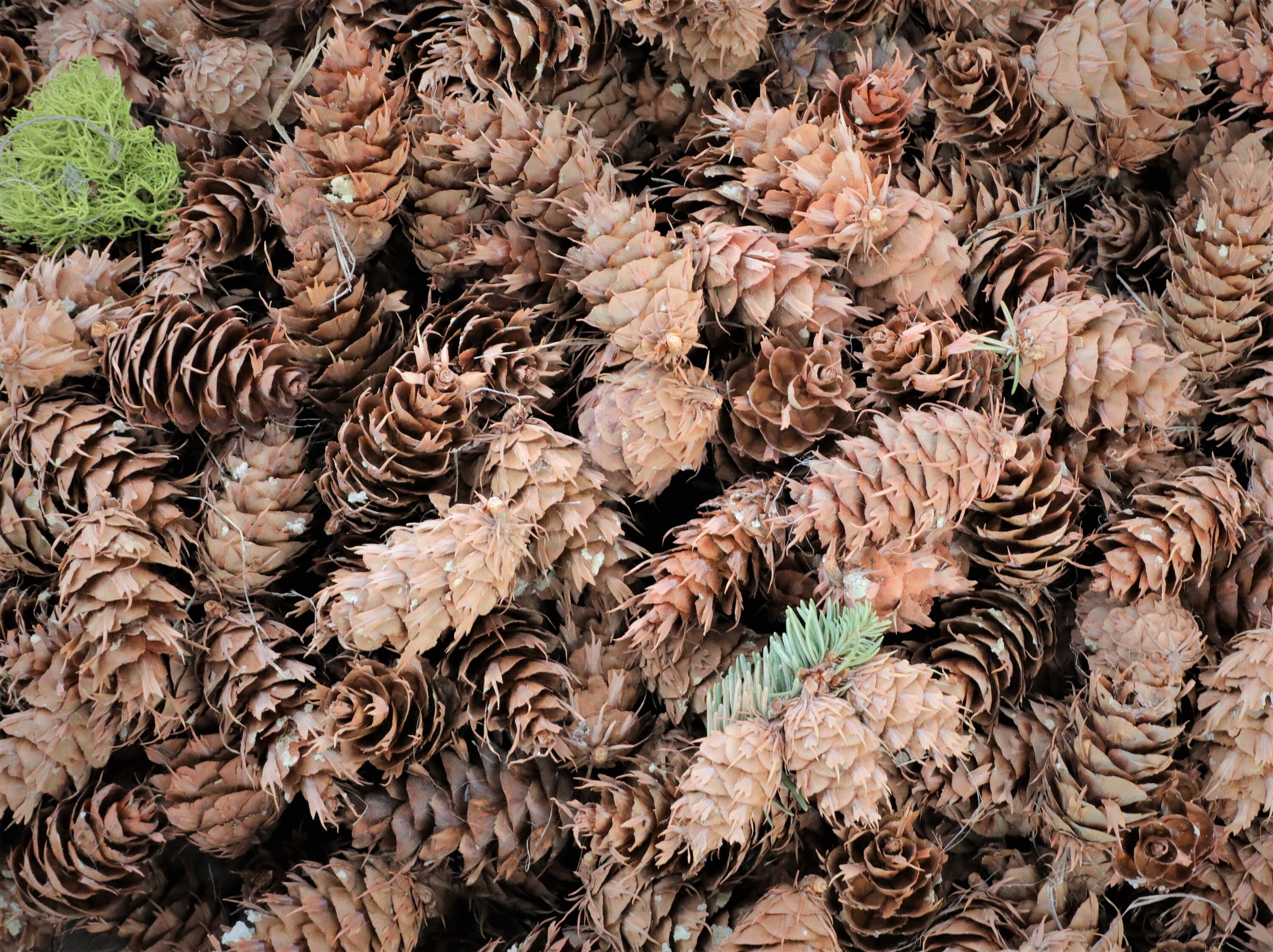 Pine Cones 400 Douglas Fir Cones Etsy