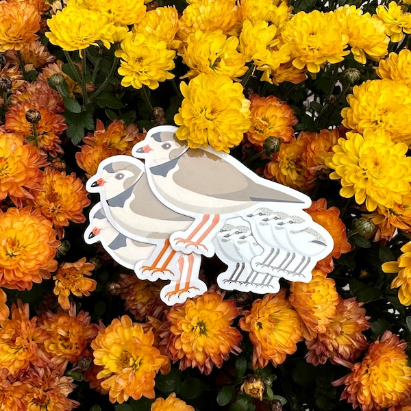 Piping Plover Sticker