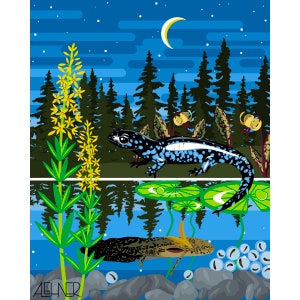 Blue Spotted Salamander Life Cycle